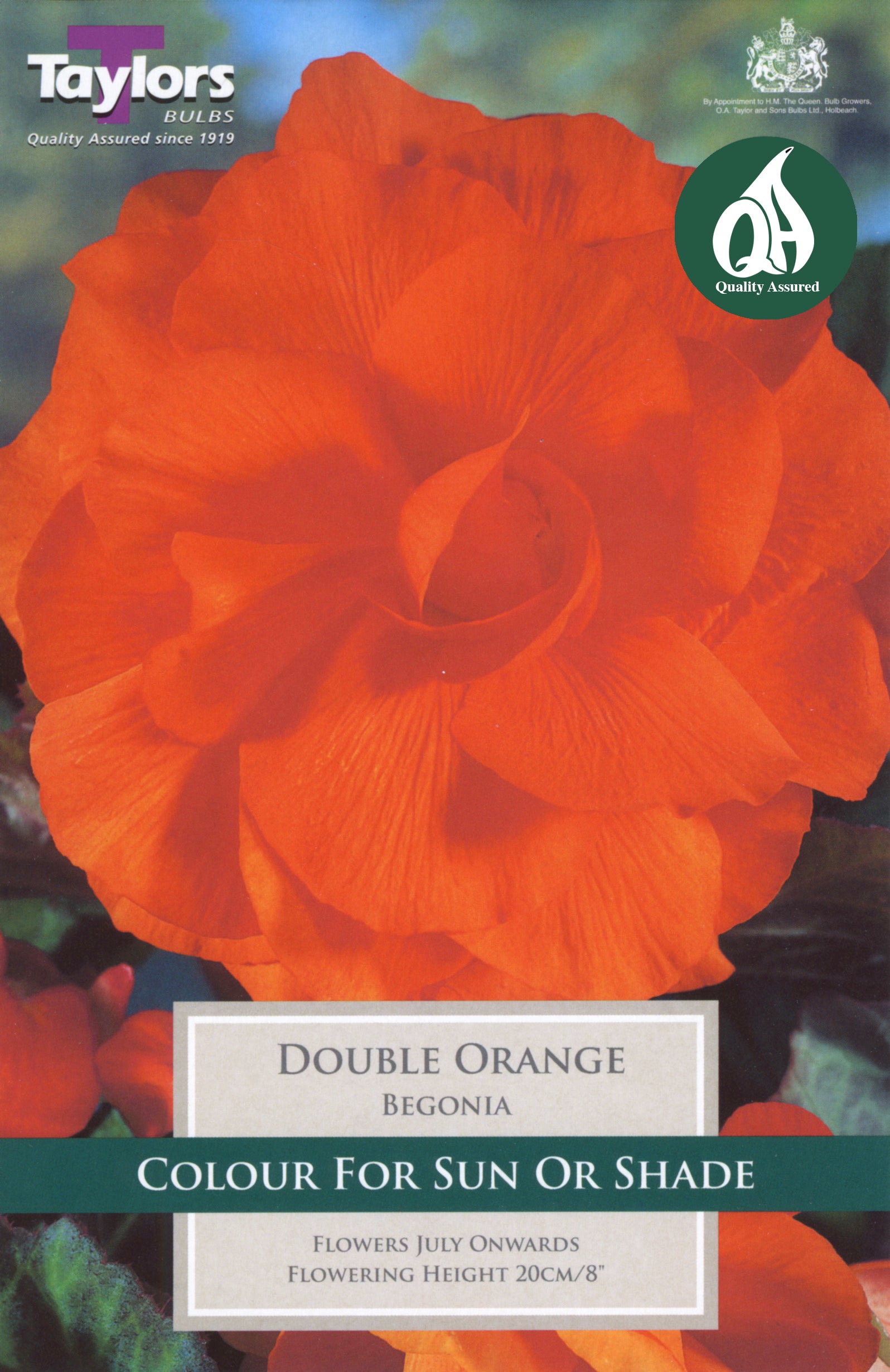 Begonia Double Orange (3 Pack)