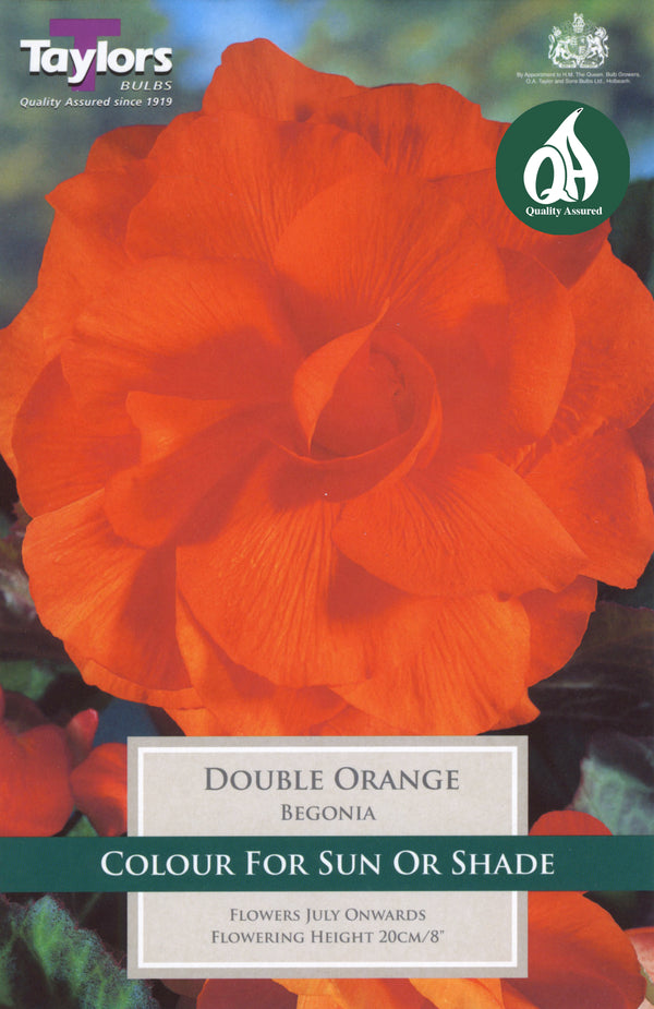Begonia Double Orange (3 Pack)