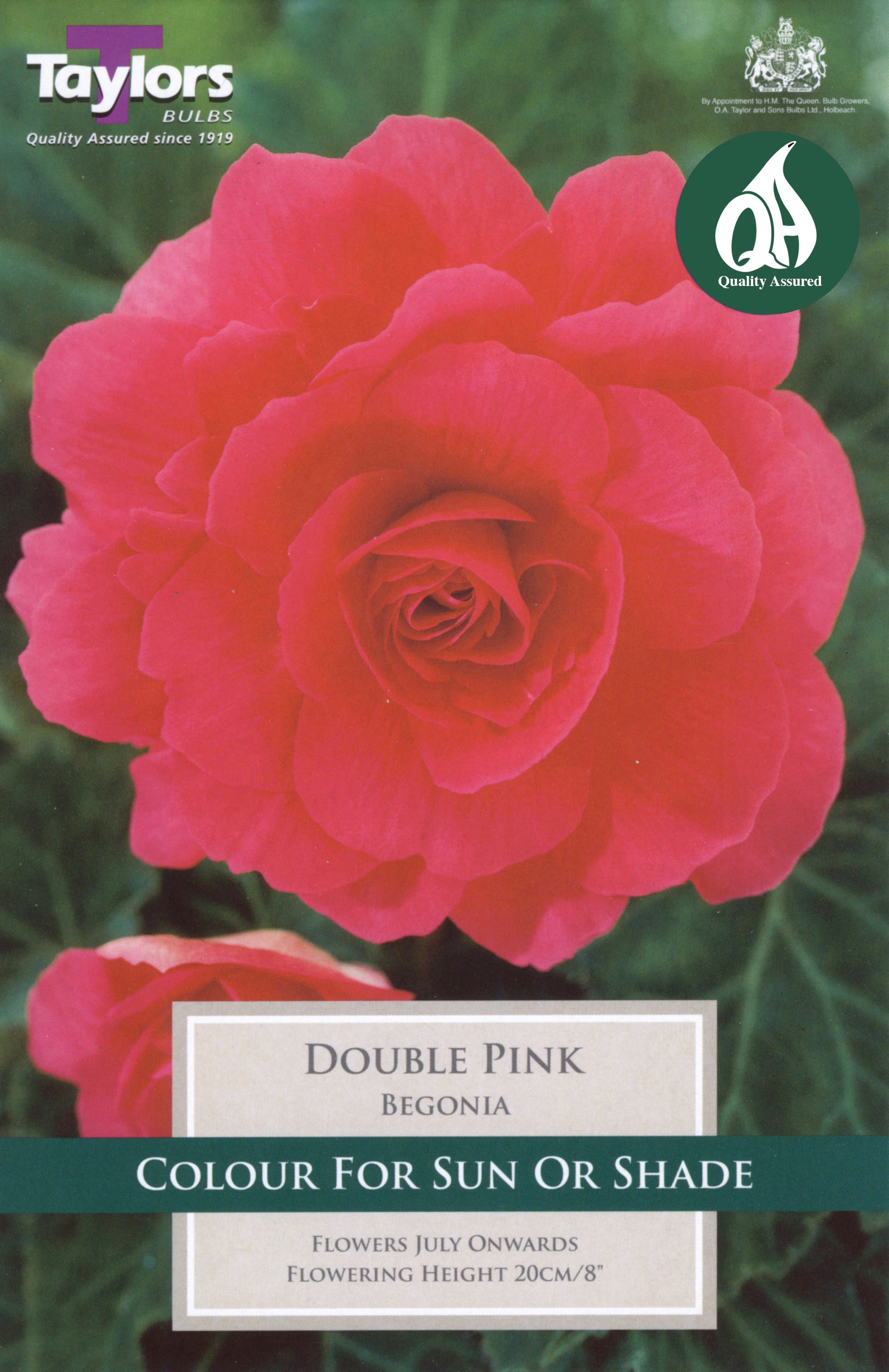 Begonia Double Pink (3 Pack)