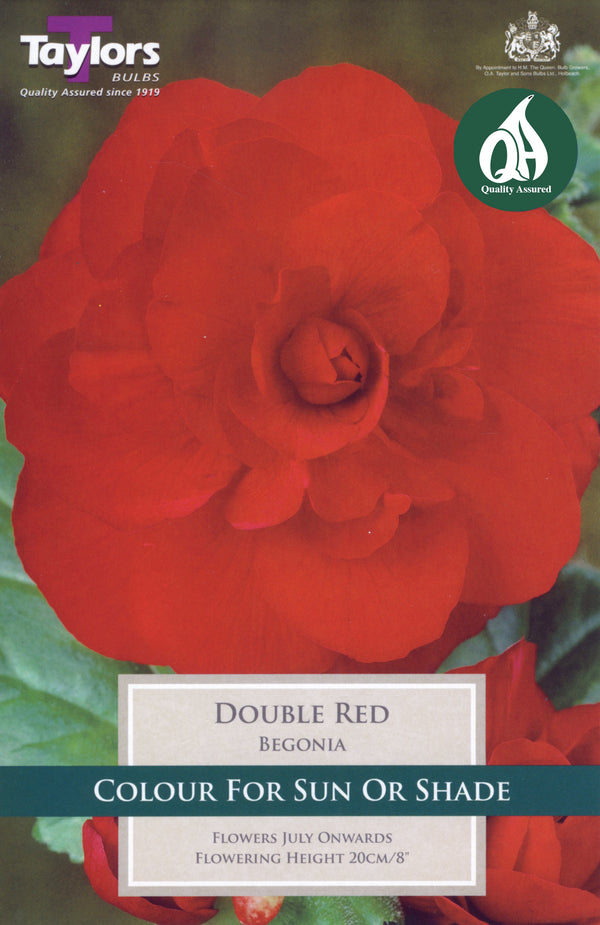 Begonia Double Red (3 Pack)