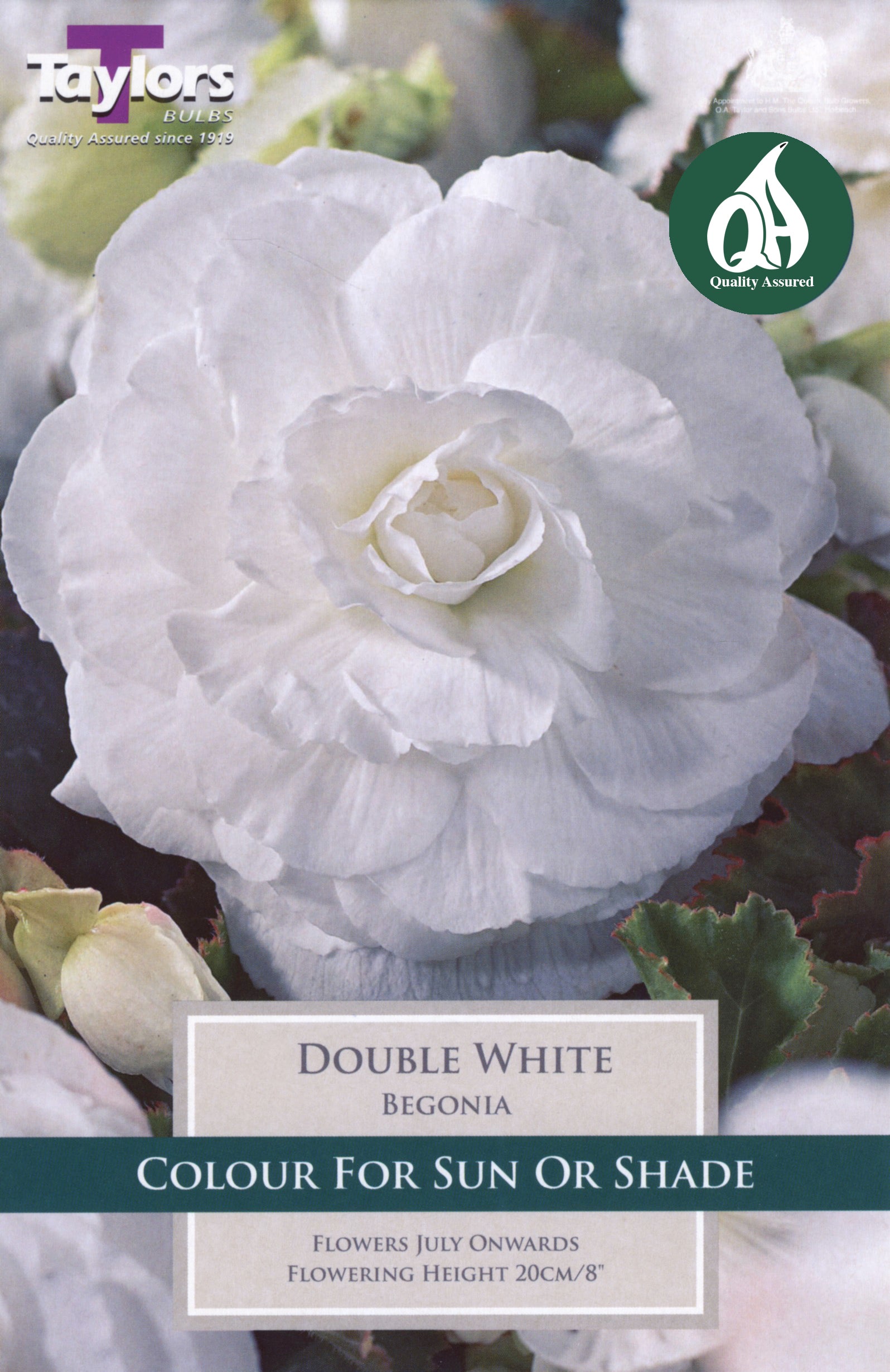 Begonia Double White (3 Pack)