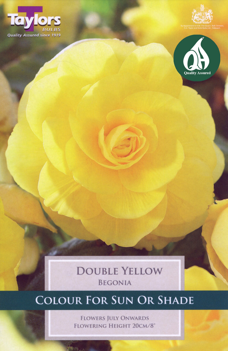 Begonia Double Yellow (3 Pack)