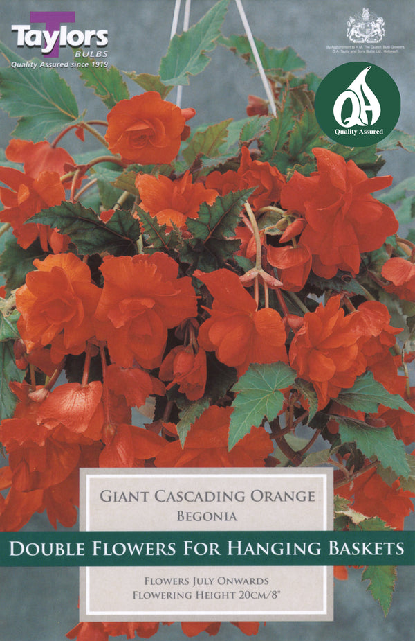 Begonia Giant Cascading Orange (3 Pack)