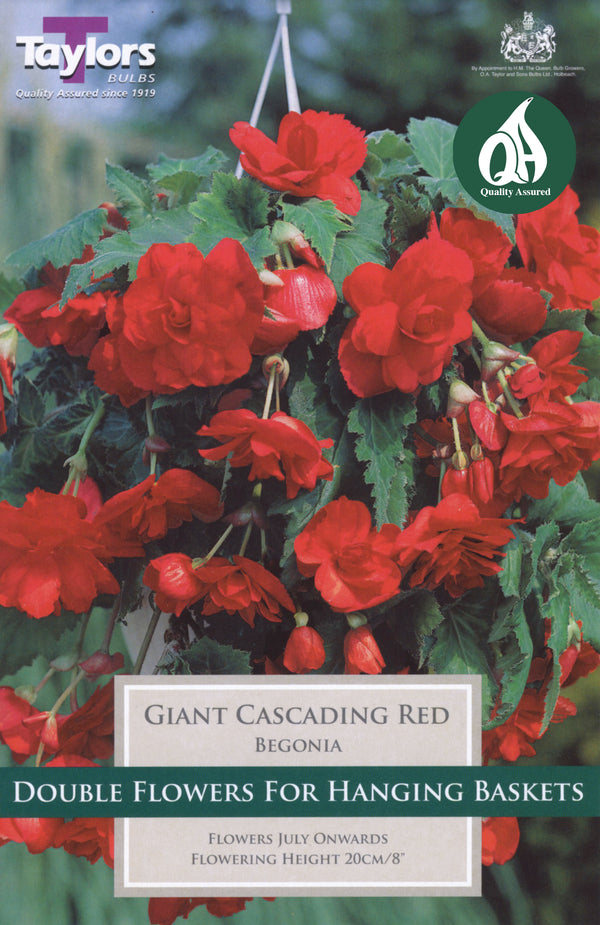 Begonia Giant Cascading Red (3 Pack)
