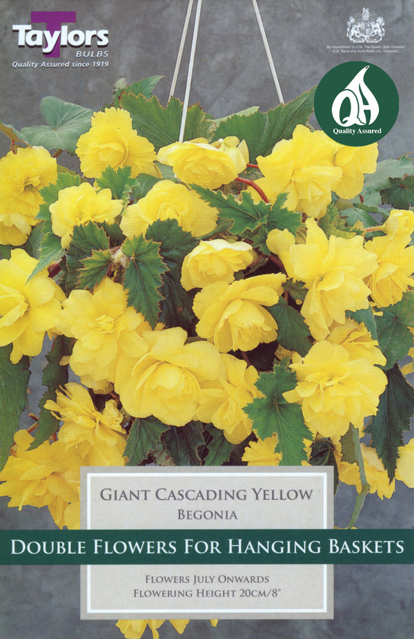 Begonia Giant Cascading Yellow (3 Pack)