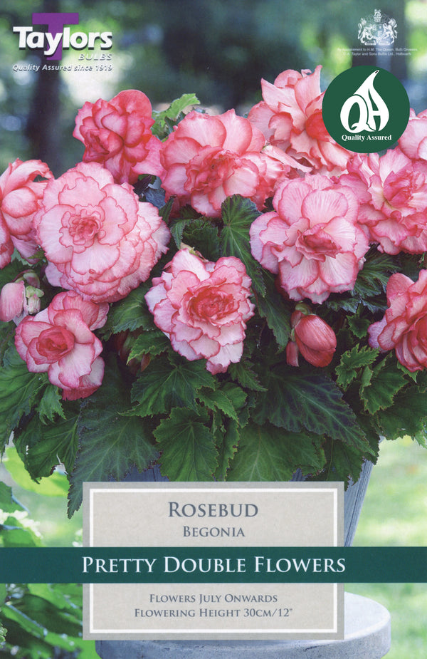 Begonia Rosebud (3 Pack)