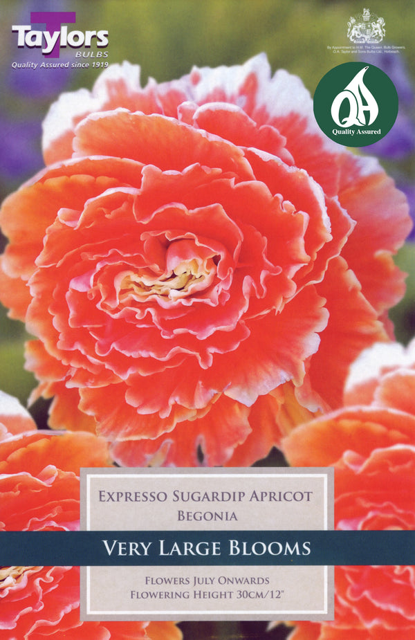 Begonia Expresso Sugardip Apricot (3 Pack)