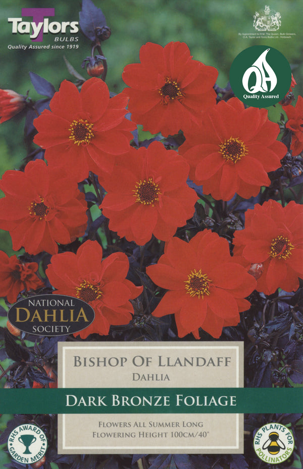 Dahlia Bishop of Llandaff (Single Pack)