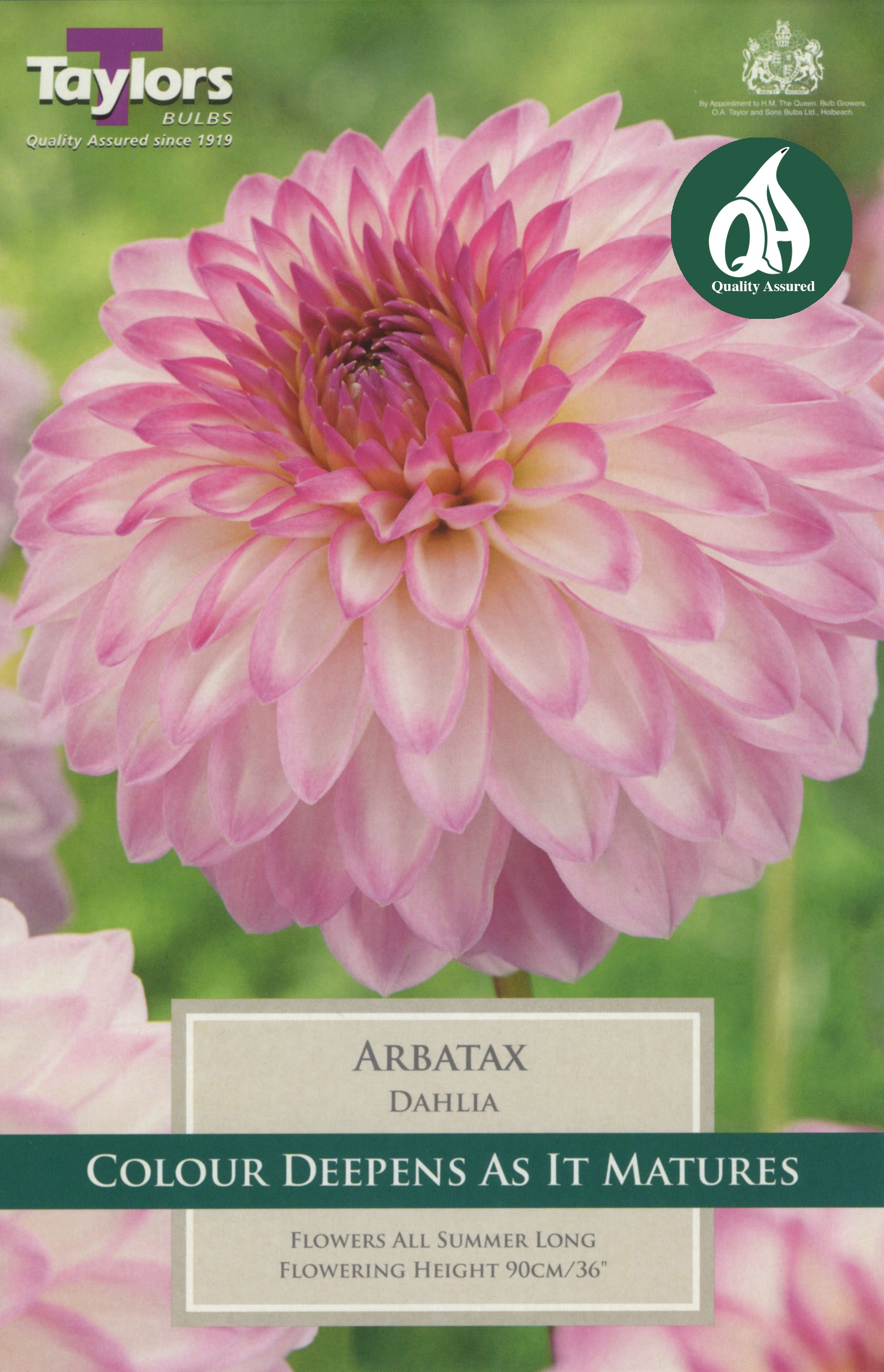 Dahlia Arbatax (Single Pack)