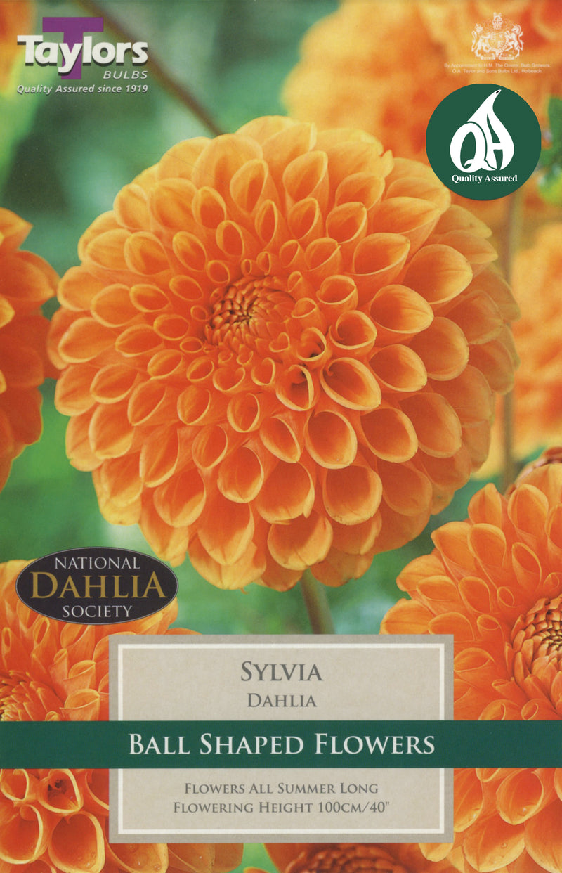 Dahlia Sylvia (Single Pack)