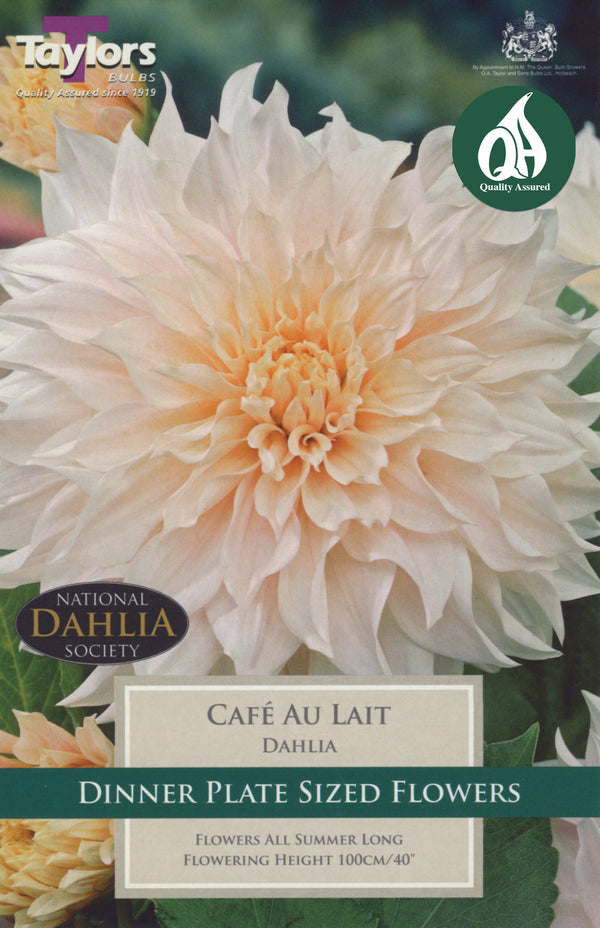 Dahlia Cafe Au Lait (Single Pack)