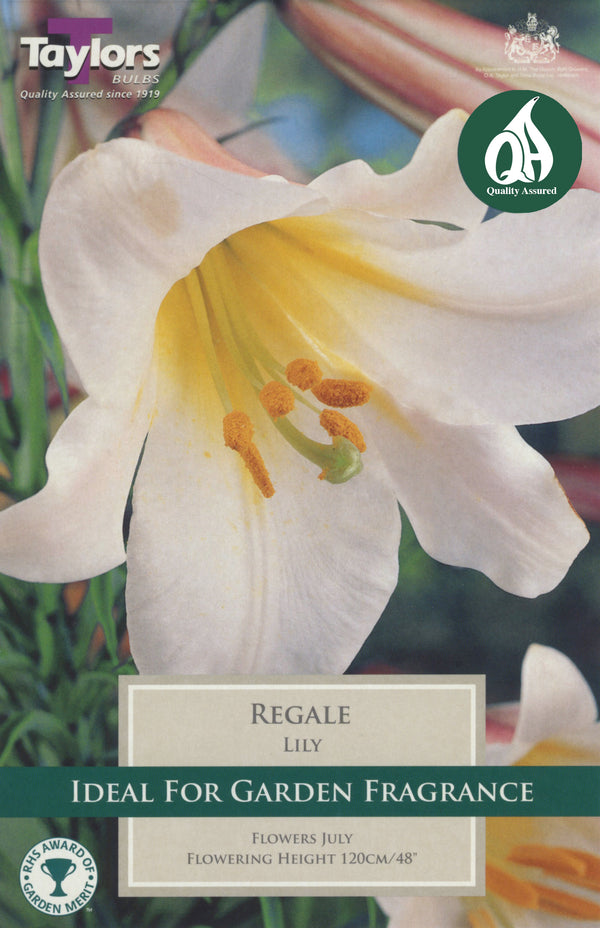 Lily Regale (Single Pack)