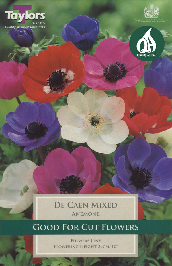 Anemone de Caen Mix