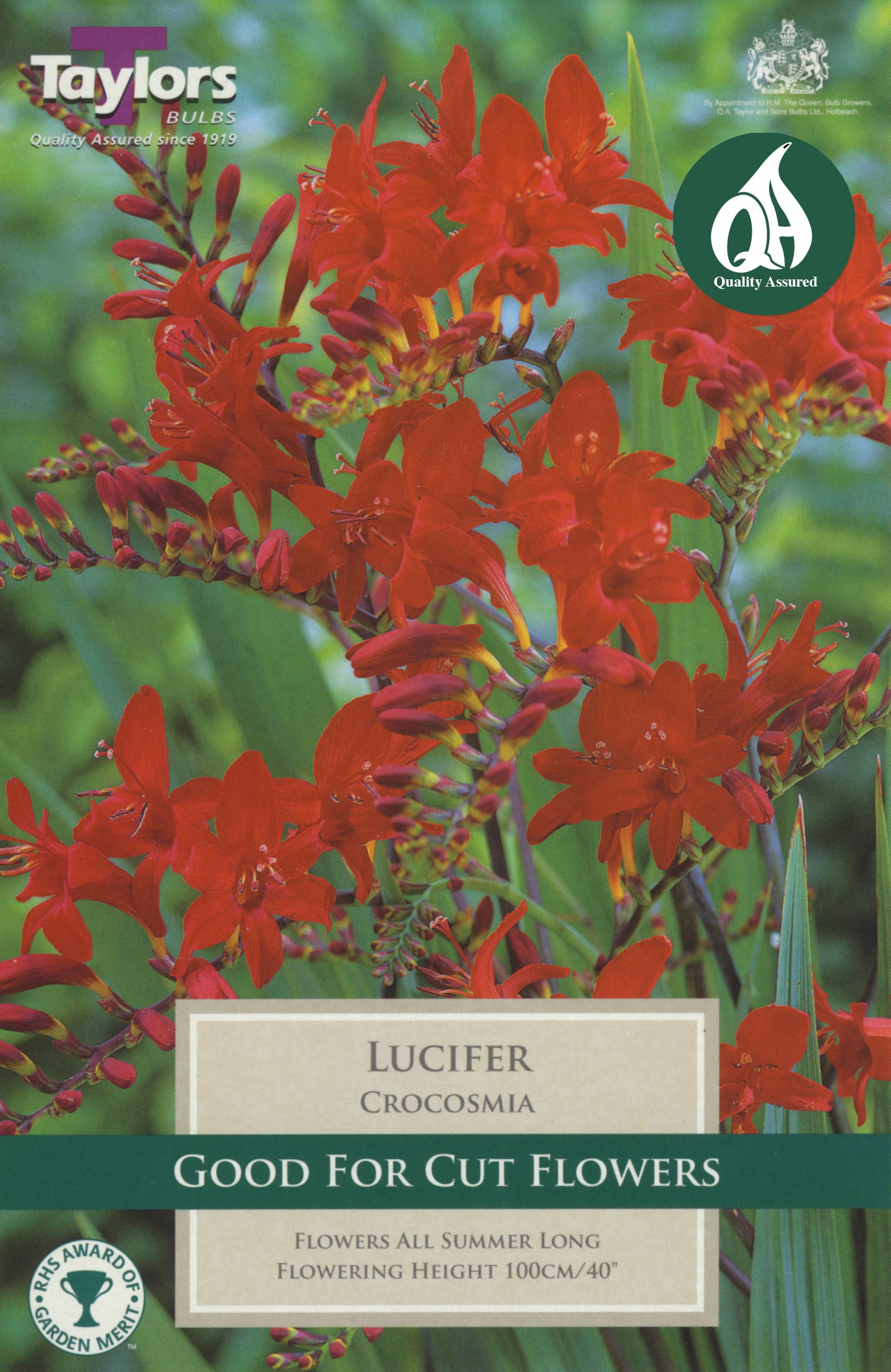 Crocosmia Lucifer (8 Pack)