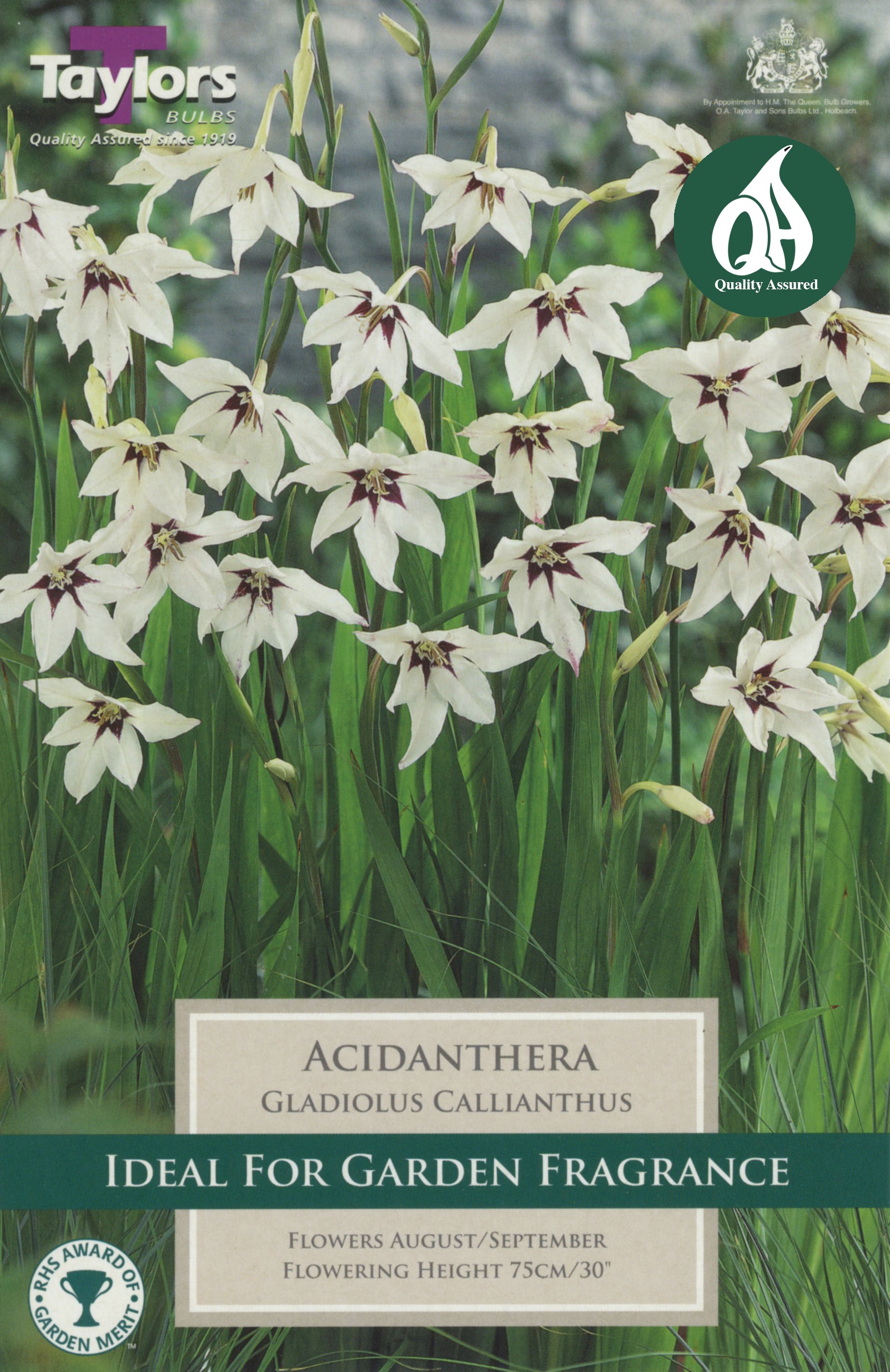 Gladiolus Callianthus Acidanthera (25 Pack)