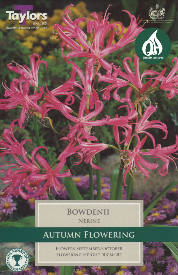 Nerine Bowdenii (3 Pack)