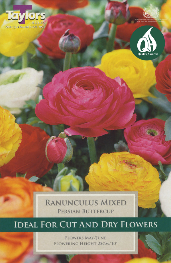 Ranunculus Mixed (12 Pack)