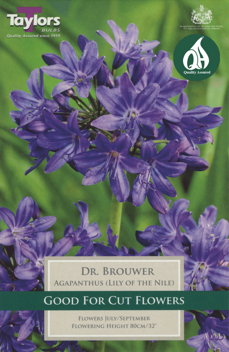 Agapanthus Dr Brouwer