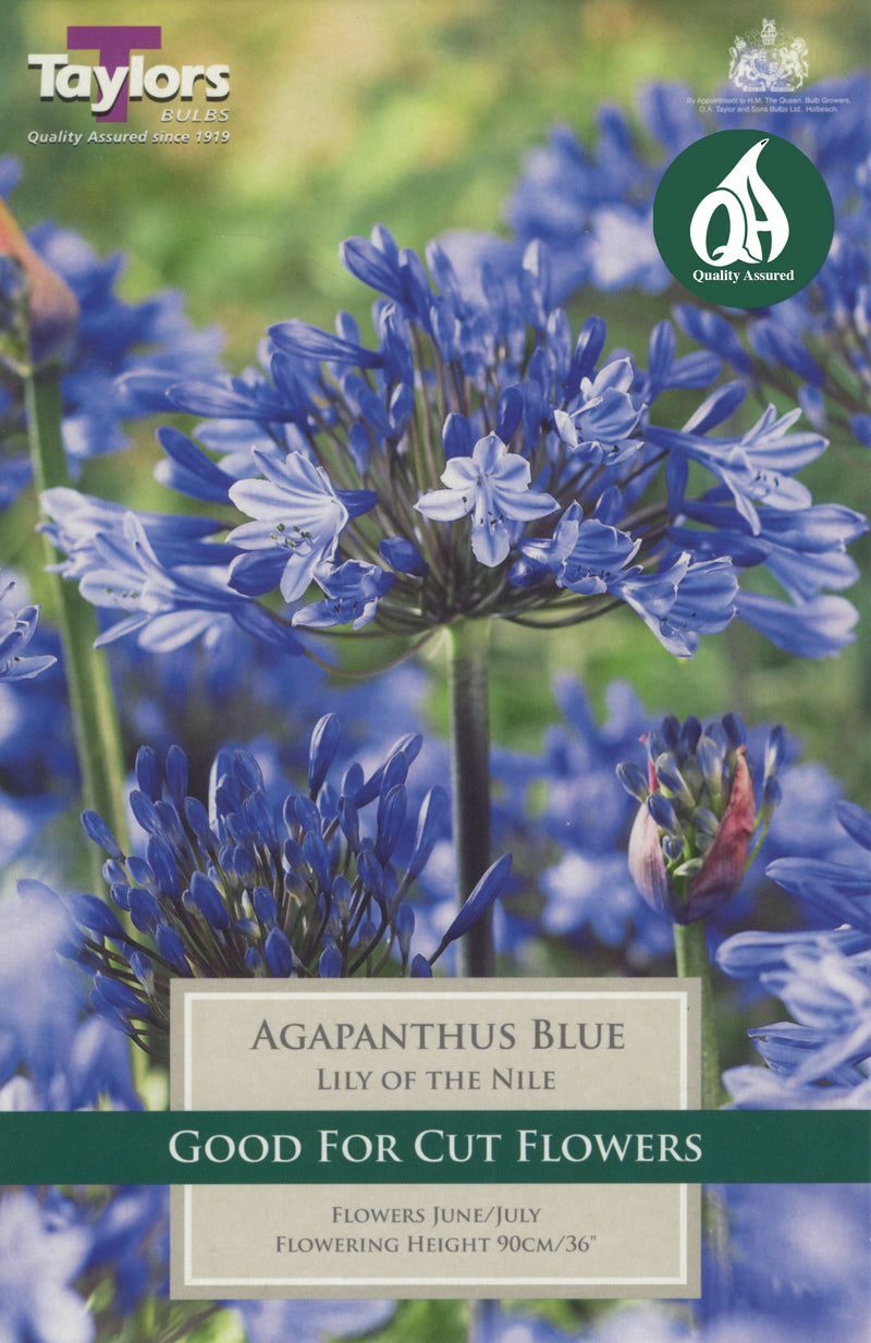 Agapanthus Blue Lily of the Nile (Single Pack)