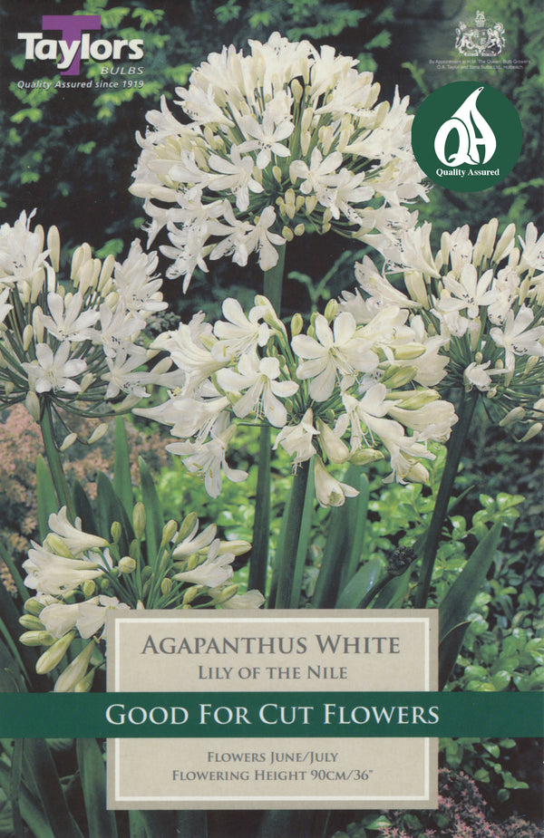 Agapanthus White Lily of the Nile (Single Pack)