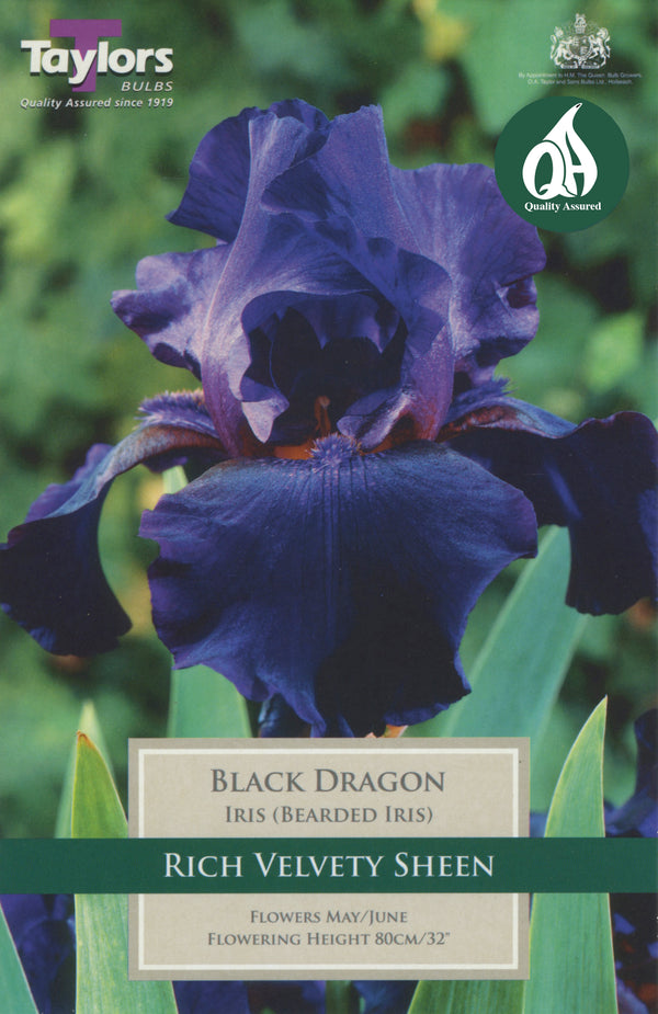 Iris Black Dragon (Single Pack)