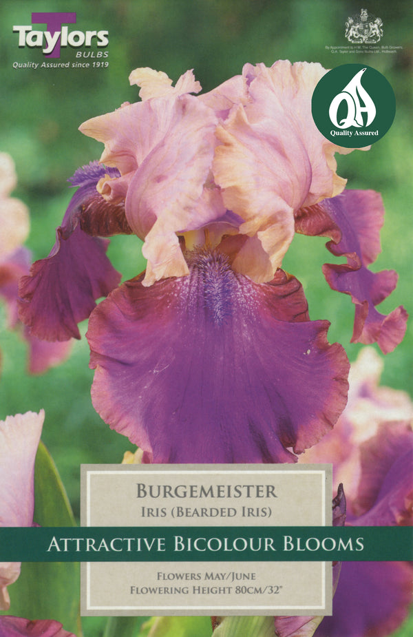 Iris Burgemeister Bearded Iris (Single Pack)