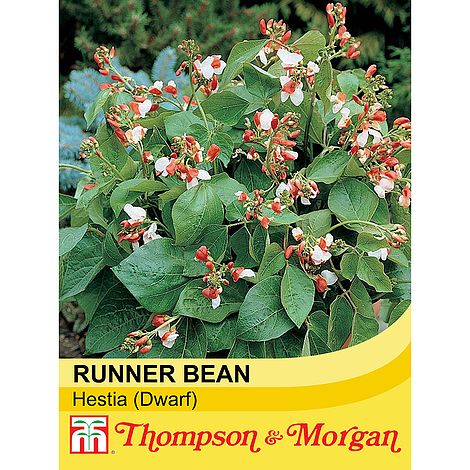 Dwarf Runner Bean Hestia Seeds