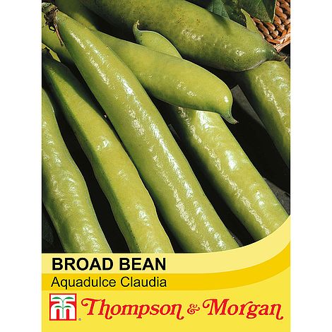Broad Bean Aquadulce Claudia Seeds