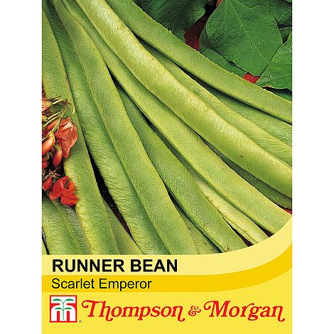 Runner Bean Scarlet Emperor Seeds