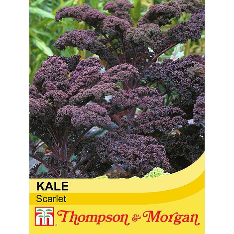 Kale Scarlet Seeds