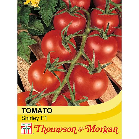 Tomato Shirley F1 Hybrid Seeds