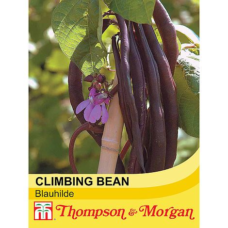 Climbing Bean Blauhilde Seeds