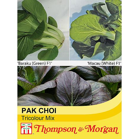 Pak Choi (Chinese Cabbage) Seeds