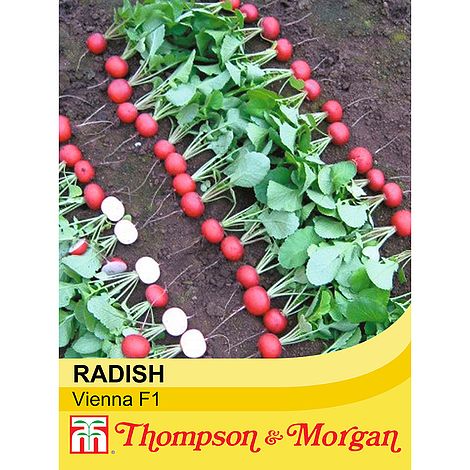 Radish Vienna F1 Seeds