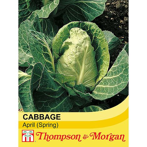 Cabbage (Spring) April Seeds