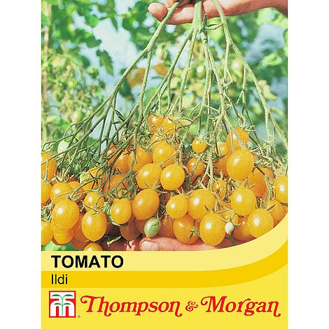 Tomato Ildi Seeds