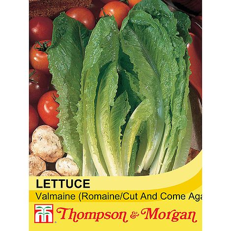 Lettuce Valmaine (Cut and Come Again) Seeds