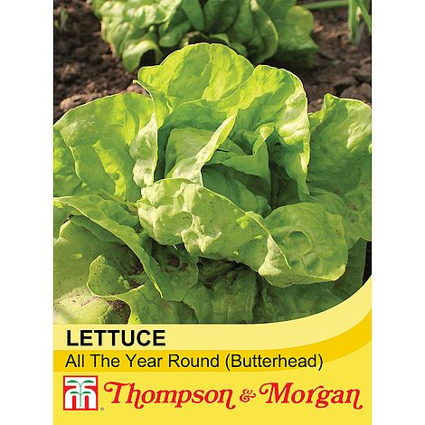 Lettuce All Year Round Seeds