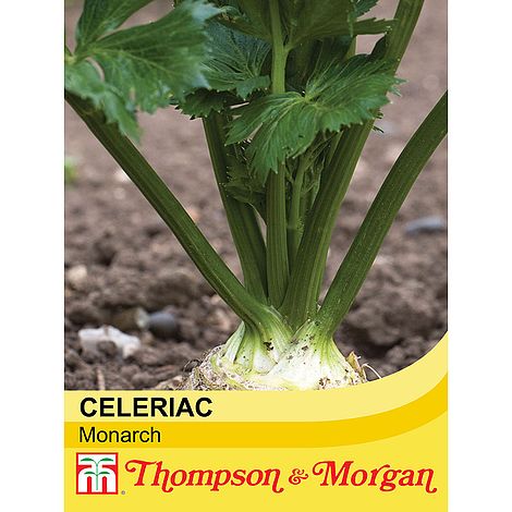 Celeriac Monarch Seeds