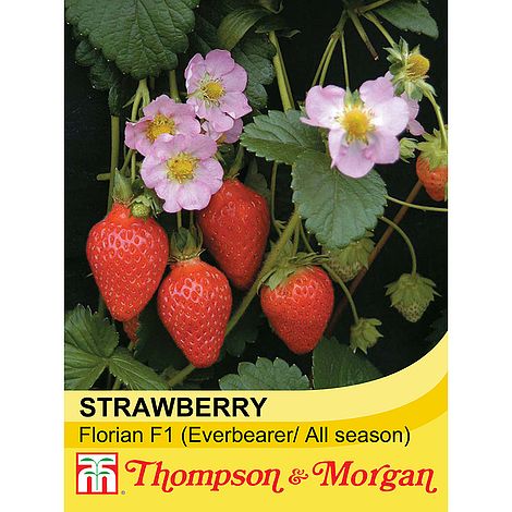 Strawberry Florian F1 Seeds