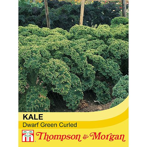 Kale Dwarf Green Curled Seeds