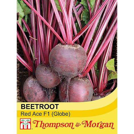 Beetroot Red Ace F1 Hybrid Seeds