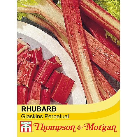 Rhubarb Glaskins Perpetual Seeds