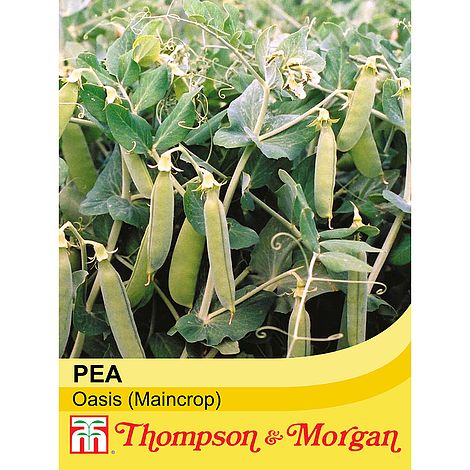 Pea Oasis Seeds