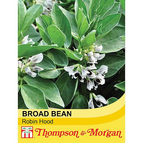 Broad Bean Robin Hood Seeds
