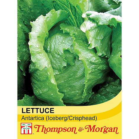 Lettuce Antartica Seeds