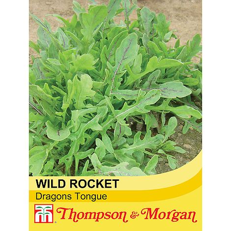 Rocket Dragons Tongue Herb Seeds