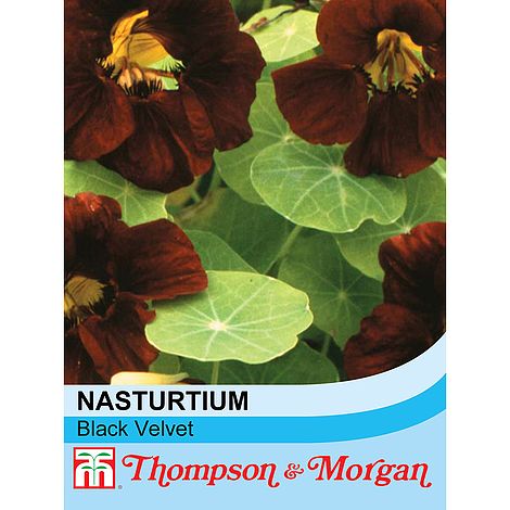 Nasturtium Black Velvet Flower Seeds