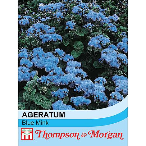 Ageratum Blue Mink Flower Seeds