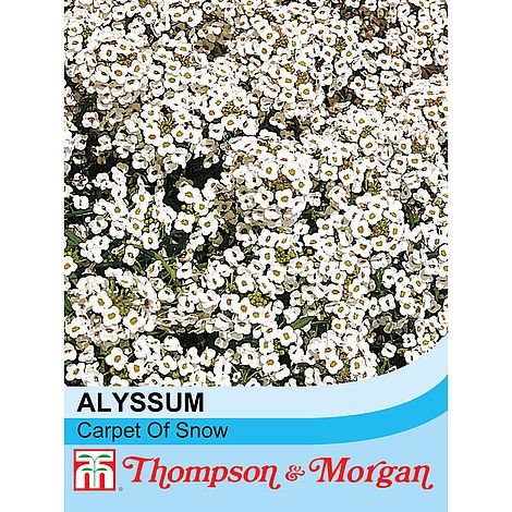 Alyssum Carpet of Snow Flower Seeds